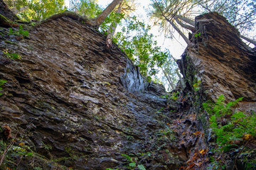 Trees growing on the rocks