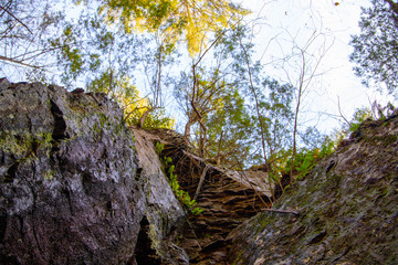 Trees growing on the rocks