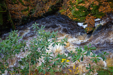 Running water in the forest