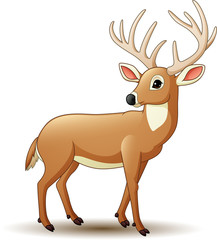 Cartoon deer isolated on white background