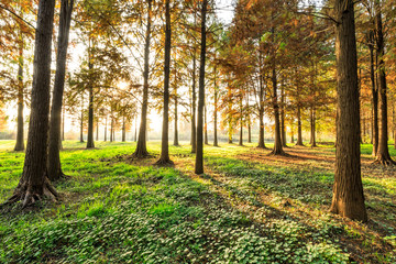 Beautiful autumn forest on a sunny day