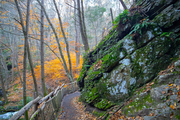 Green moss on rocks in the forest . Autumn