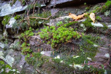 Green moss on rocks in the forest . Autumn