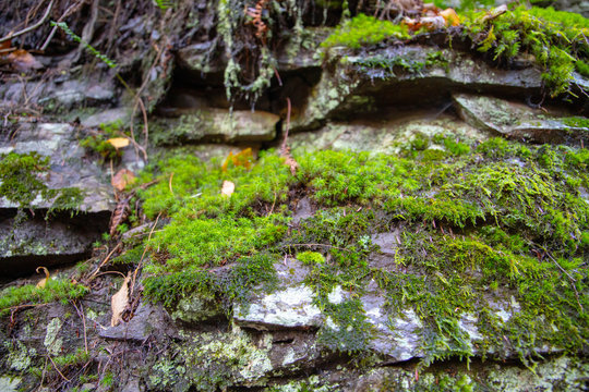 Green moss on rocks in the forest . Autumn