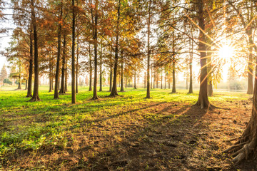 Beautiful autumn forest on a sunny day