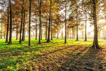 Beautiful autumn forest on a sunny day
