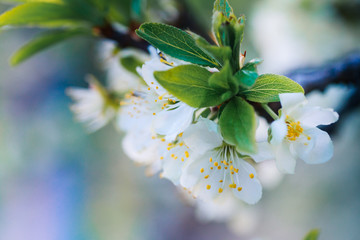 Prunus cerasus, sour cherry, tart , or dwarf, morello, amarelle, Montmorency cherry white delicate flower with young green leaves on a branch in spring.
