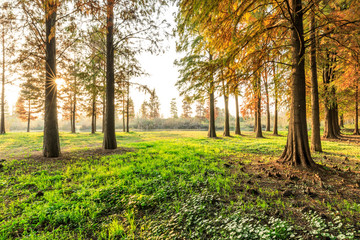 Naklejka premium Beautiful autumn forest on a sunny day