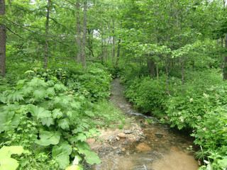 森の中の川