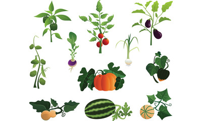 Garden Vegetables