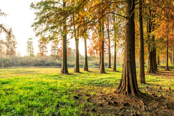 Fototapeta premium Beautiful autumn forest on a sunny day