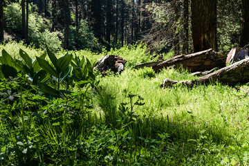 Wiese im Wald im Sequoia Park, Kalifornien, USA