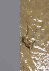 Fly Glue Trap,Mosquito Fly Killer Rolls, Sticky Fly Paper 