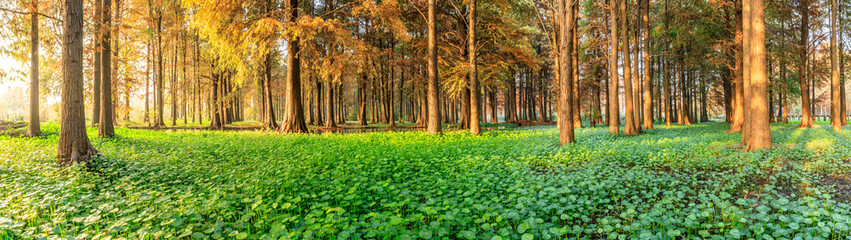 Beautiful autumn forest and green aquatic plants scenery,panoramic view