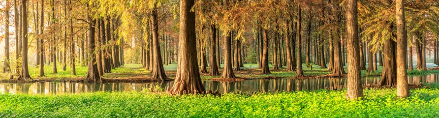Zelfklevend Fotobehang Beautiful autumn forest and green aquatic plants scenery,panoramic view © ABCDstock