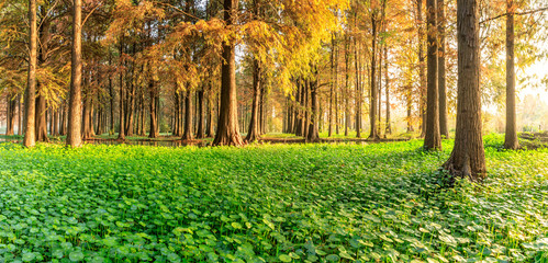 Beautiful autumn forest and green aquatic plants scenery,panoramic view