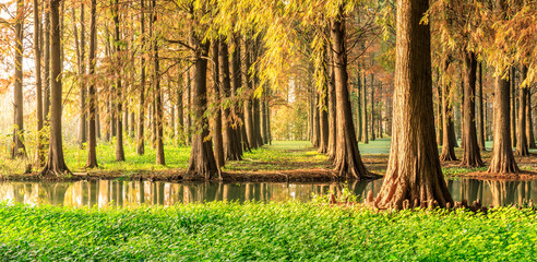 Beautiful autumn forest on a sunny day,panoramic view