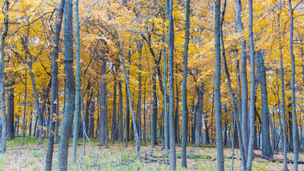 Autumn colors at the arboretum
