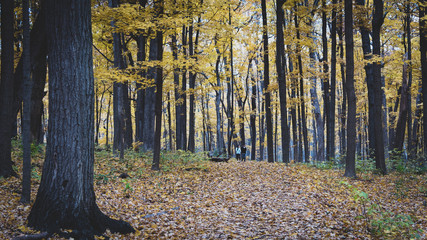 Autumn colors at the arboretum