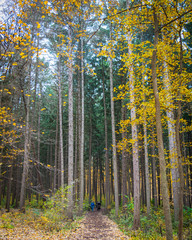 Fototapeta premium Autumn colors at the arboretum