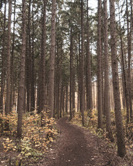 Autumn colors at the arboretum