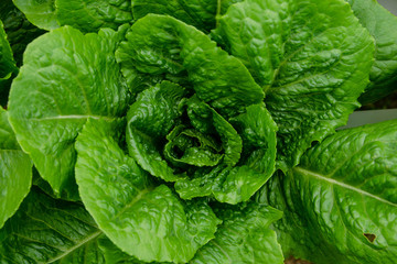 Hydroponics,Organic fresh farme,Organic fresh harvested vegetables,Farmers looking fresh vegetables. Farmers working with organic hydroponic vegetable garden at greenhouse.