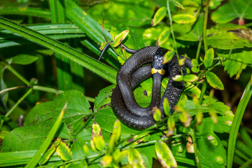 A young snake (adder) is basking in the leaves in the forest. Kaluzhskiy region, Russia
