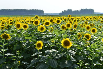 Fototapeta premium Sunflowers in the field