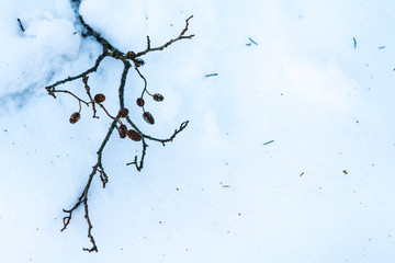 Kleiner Ast im Schnee