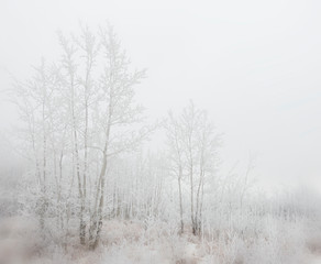Fototapeta na wymiar Winter Woods 02