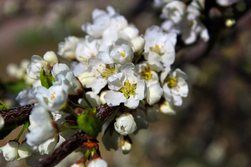The closeup view of plum blossoms in the spring