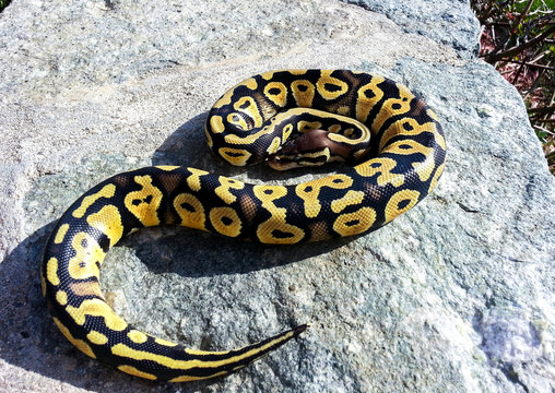 Pastel Baby Ball Python