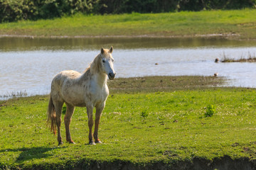 Free camargue horse in the Isola della Cona reserve, Italy