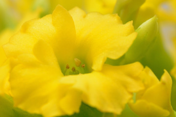 yellow Kalanchoe flower, Million star