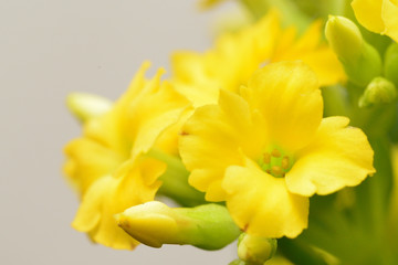 yellow Kalanchoe flower, Million star