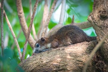 A squirrel living on big tree with green leaves background