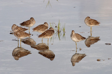 Sandpipers in shallow water on Fort De Soto State Park, florida.