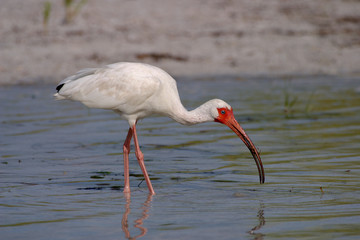 White Ibis, Eudocimus alba, feeding on the tidal flats of Fort De Soto State Park, Florida.