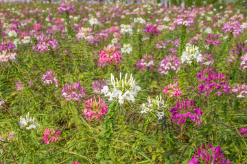 White flower and pink flower