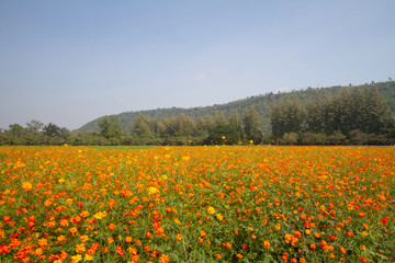 marigold  yellow flowers