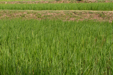 Green rice background