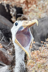 Galapagos Juvenile Wavy Albatross with Beak Open