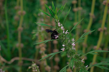 Yuyo con Avispa Negra © ClauZerr