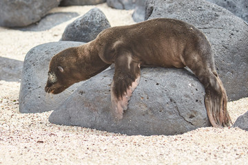 Baby Sea Lion Stuck on Rock