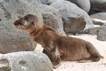 Sea Lion Pup on Beach with Rocks