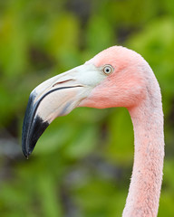 Head of Galapagos Flamingo