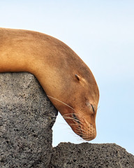 Sea Lion Sleeping on Rock with Blue Sky