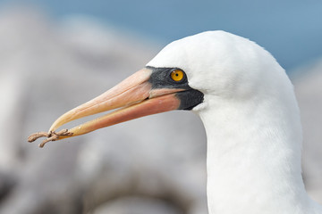 Nazca Booby Building Nest