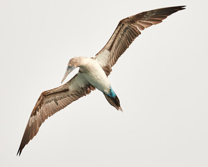 Blue Footed Booby in Flight