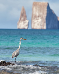 Blue Heron with Ocean and Kicker Rock Galapagos